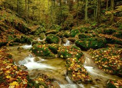 Omszałe kamienie i liście w leśnej rzece