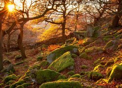 Jesień, Wschód słońca, Las, Drzewa, Omszałe, Kamienie, Park Narodowy Peak District, Hrabstwo Derbyshire, Anglia