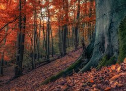 Omszały pień drzewa w jesiennym lesie