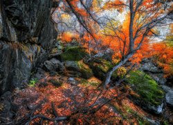Omszone skały w jesiennym lesie