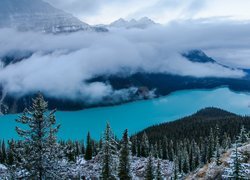 Góry, Jezioro, Peyto Lake, Opadająca, Mgła, Drzewa, Śnieg, Park Narodowy Banff, Alberta, Kanada