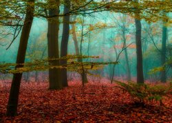 Las, Jesień, Mgła, Drzewa