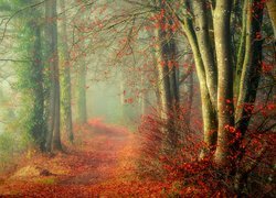 Las, Ścieżka, Jesień, Roślinność, Liście, Mgła