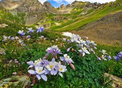 Góry, San Juan Mountains, Dolina, Yankee Boy Basin, Łąka, Kwiaty, Orliki, Kolorado, Stany Zjednoczone