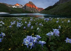 Góry San Juan Mountains, Góra Sneffels, Jezioro Blue Lake, Łąka, Kwiaty, Orlik niebieski, Stan Kolorado, Stany Zjednoczone, Orlik błękitny