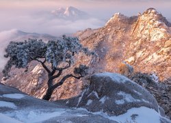 Park Narodowy Bukhansan, Góry, Zima, Ośnieżone, Skały, Kamienie, Drzewo, Sosna, Prowincja Gyeonggi-do, Korea Południowa
