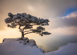  Zima, Góry, Mgła, Sosna, Drzewo, Park prowincjonalny Daedunsan, Jeolla Północna, Korea Południowa