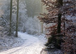Zima, Śnieg, Mgła, Las, Drzewa, Droga