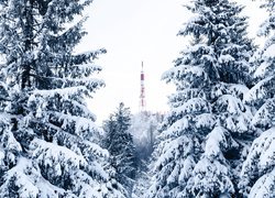 Świerk, Śnieg, Drzewa, Wieża, Zima