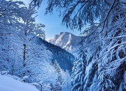 Ośnieżone drzewa na tle austriackich Alp