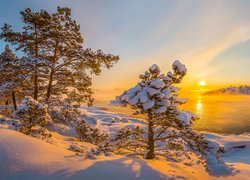 Zima, Jezioro Ładoga, Ośnieżone, Drzewa, Mgła, Wschód słońca, Republika Karelii, Rosja