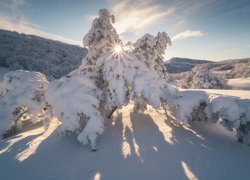 Zima, Śnieg, Drzewa, Góry Krymskie, Ukraina, Promienie słońca