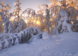 Ośnieżone drzewa w zimowym lesie w promieniach wschodzącego słońca