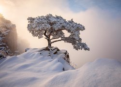 Ośnieżone drzewo na skałach zasypanych śniegiem