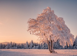 Zima, Drzewo, Las, Zachód słońca