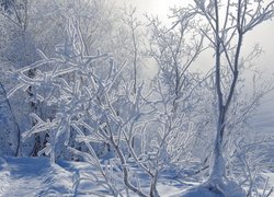 Zima, Śnieg, Drzewa, Krzewy, Ośnieżone, Gałęzie, Mgła