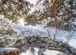 Zima, Śnieg, Ośnieżone, Gałęzie, Drzewa, Promienie słońca