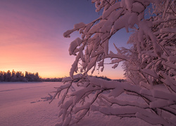 Ośnieżone gałęzie drzewa i zachodzące słońce nad zimowym polem