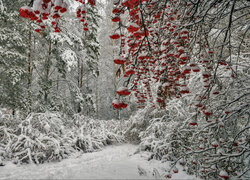 Las, Drzewa, Jarzębina, Krzewy, Śnieg, Zima