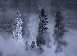 Zima, Sosny, Mgła