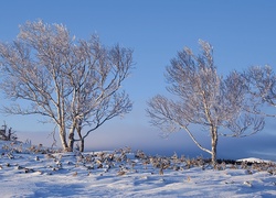 Ośnieżone suche drzewa i rośliny w śniegu