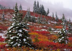 Wzgórza, Jesień, Świerki, Ośnieżone, Mgła, Roślinność