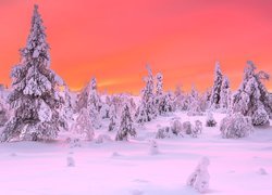 Zima, Ośnieżone, Drzewa, Świerki, Park Narodowy Riisitunturi, Laponia, Finlandia