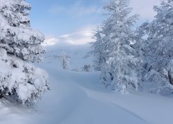 Ośnieżone świerki w śniegu na tle gór