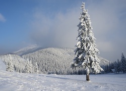 Ośnieżony świerk na zimowym wzgórzu z górskim lasem w tle