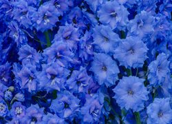 Niebieskie, Kwiaty, Ostróżka