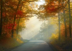 Oświetlona słońcem droga pośród jesiennych drzew