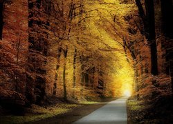 Oświetlona słońcem droga w jesiennym liściastym lesie
