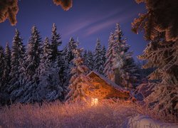 Zima, Śnieg, Drzewa, Świerki, Oświetlony, Dom