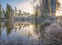 Rzeka Virojoki, Oszronione, Drzewa, Trawy, Region Kymenlaakso, Finlandia