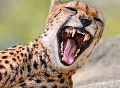 Otwarta paszcza geparda