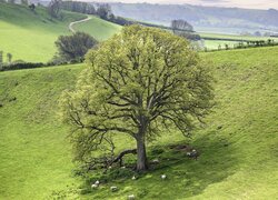 Owce pod drzewem na wzgórzu