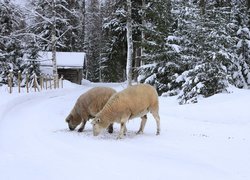 Owce w zimowym lesie