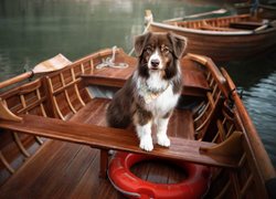 Owczarek australijski na łódce