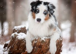 Pies, Owczarek australijski, Pień, Śnieg