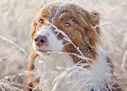Pies, Owczarek australijski, Trawa, Śnieg