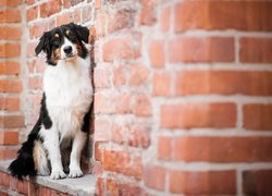 Pies, Owczarek australijski, Ściana, Murek, Cegły