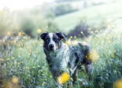 Pies, Owczarek australijski, Żółte, Kwiatki, Zieleń, Rozmycie