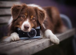Pies, Owczarek australijski, Aparat fotograficzny, Ławka