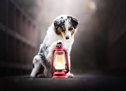 Pies, Owczarek australijski, Lampa