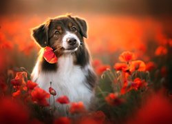 Pies, Owczarek australijski, Kwiaty, Maki, Rozmycie