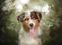 Pies, Owczarek australijski, Jęzor, Białe, Róże