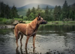 Pies, Owczarek belgijski Malinois, Rzeka, Rozmyty, Las