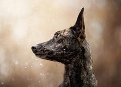 Pies, Owczarek holenderski krótkowłosy, Mordka, Śnieg