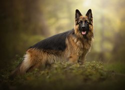 Pies, Owczarek niemiecki długowłosy