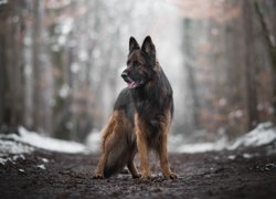 Pies, Owczarek niemiecki, Ścieżka, Drzewa, Śnieg